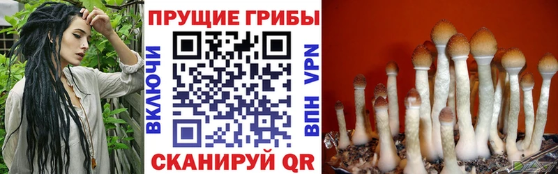 Галлюциногенные грибы Psilocybe  купить наркотик  Данилов 